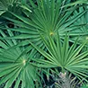 Ekstrak palem serenoa